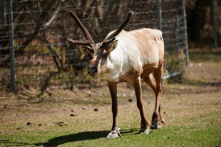 Caribou at Saskatoon Forestry Farm Park and Zoo