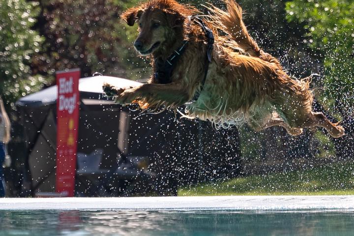 A wet brown dog leaps through the air above a swimming pool.