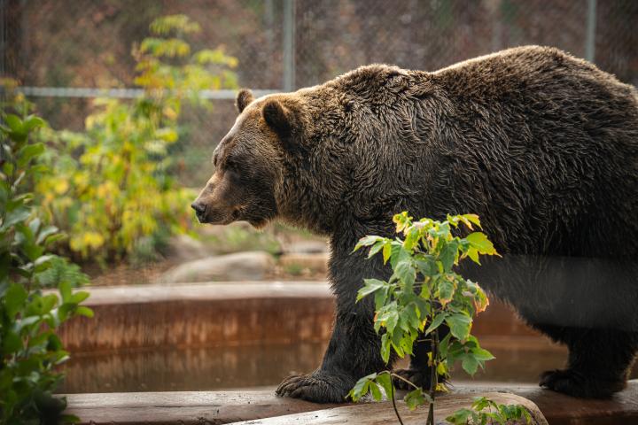 A large brown bear walks beside a pond in an enclosure with green plants and trees in the background.