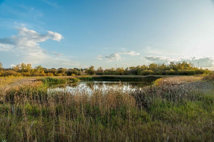 Wetland at Donna Birkmaier Naturalized Park