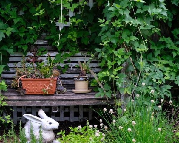 garden bench surrounded by greenery