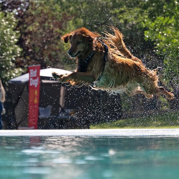 A wet brown dog leaps through the air above a swimming pool.