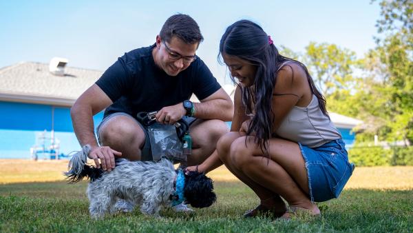 When pets go missing