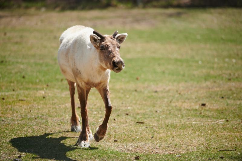 Caribou 