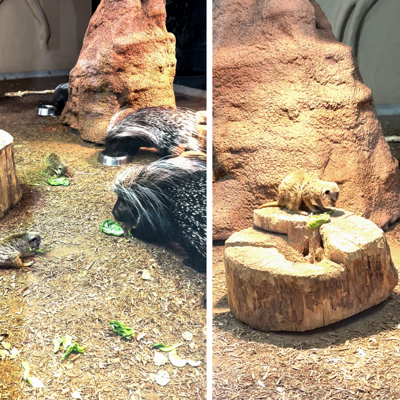 Meerkats and African crested porcupine enjoying lettuce