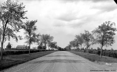 avenue of memorial trees