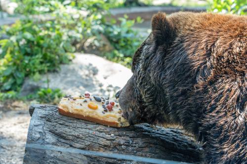 A bear eats a piece of cake topped with fruit on a log in a naturalistic enclosure with greenery in the background.