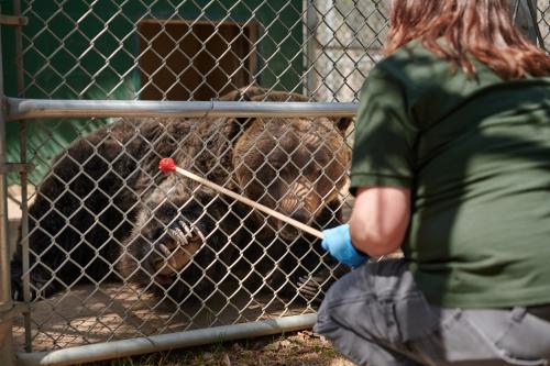 A bear lies inside a fenced enclosure while an animal care specialist kneels outside, holding a stick with a red tip toward the bear through the chain-link fence.