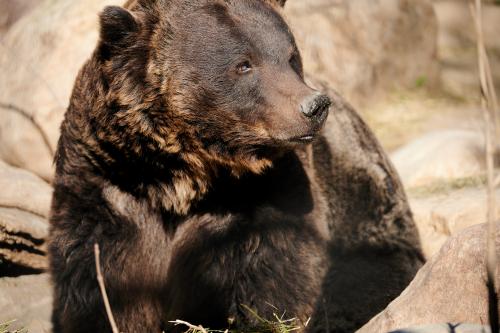 Close-up of a bear sitting near rocks, showing detailed brown fur and the face turned slightly to the side.