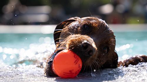 Close-up of a wet dog in the water holding an orange ball in its mouth.
