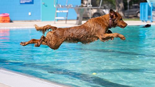 A wet brown dog leaps through the air above a swimming pool.