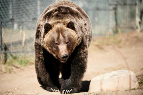 A bear walks toward the camera on a dirt path, with a fence and rocks visible in the background.