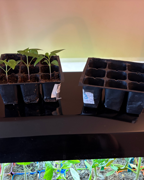 thrifted seedlings