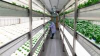 A researcher stands in the aisle between rows of plants
