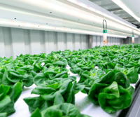Rows of green leafy lettuce growing indoors.