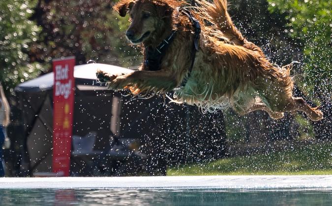 A wet brown dog leaps through the air above a swimming pool.