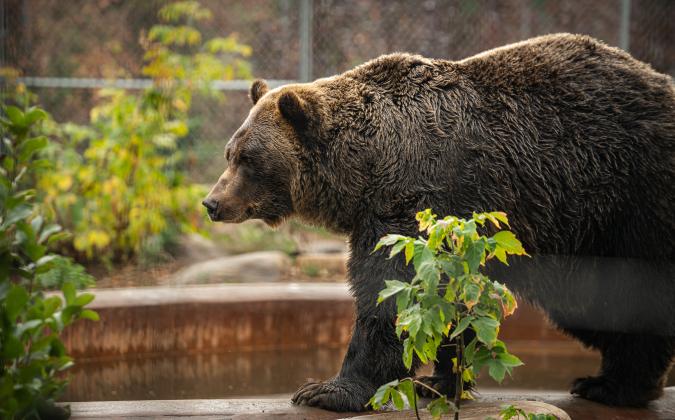 A large brown bear walks beside a pond in an enclosure with green plants and trees in the background.