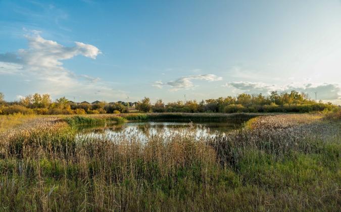 Wetland at Donna Birkmaier Naturalized Park